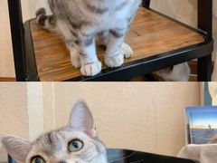 -猫友咖啡店(玉林西路店)
