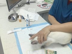 -瑞派雷欧宠物医院·中兽医·眼科·急重症转诊中心(黄台店)