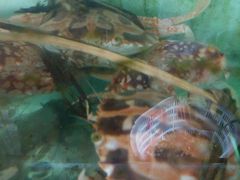 大大大红蟹-浪琴湾尾角仔海鲜坊