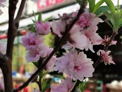 -尚竹阁冬瓜盅·18年地标美食(平洲店)