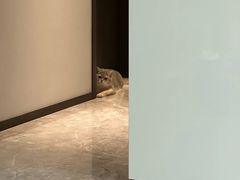 -欣宠猫屋·矮脚拿破仑·蓝金金渐层