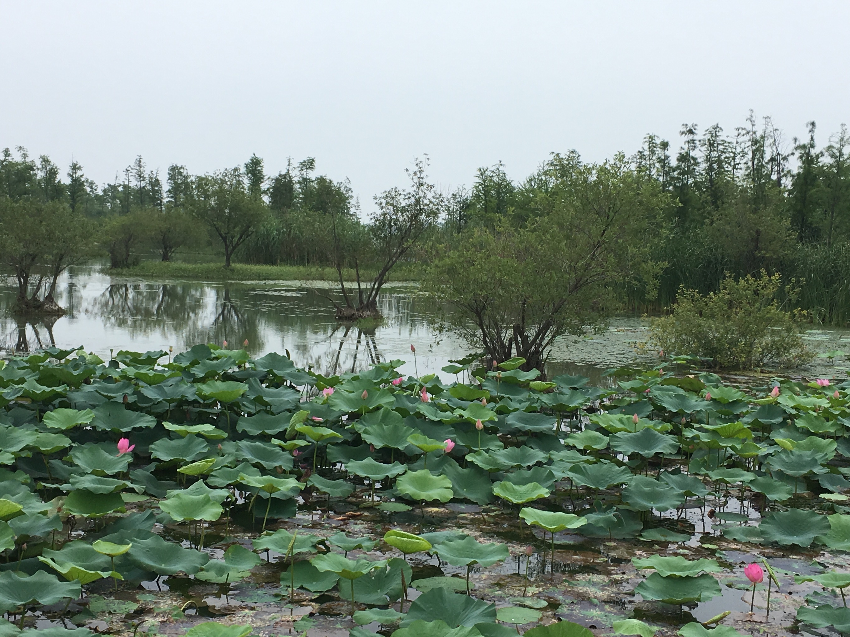 贡湖湾湿地公园面积图片