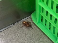 -魏家凉皮(大差市店)