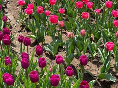 -玄武湖景区-情侣园游乐场