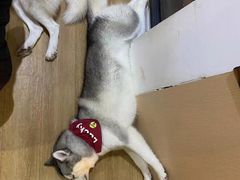 -Husky Go! 哈士奇体验馆·宠物咖啡厅狗咖