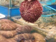 -海铺·渔家虾水饺(皇姑店)