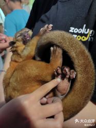 -Zoolung Zoolung动物主题公园(海信广场店)