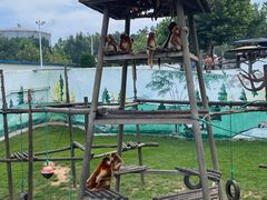 -西霞口神雕山野生动物世界