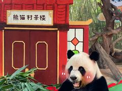 -广州长隆野生动物世界