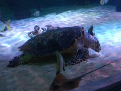 -暹罗海洋世界