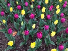 iphone_upload_pic-上海鲜花港