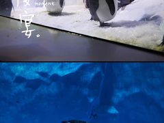 -海合安成都极地海洋公园