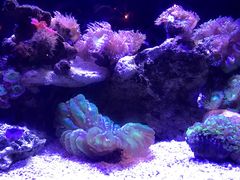 -悉尼海洋生物水族馆