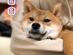 -逗柴咖啡屋·狗咖猫咖宠物桌游