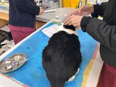 -美联众合动物医院·24h京西诊疗中心