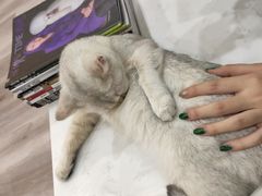 -BABIT巴比特宠物(MOMOPARK店)