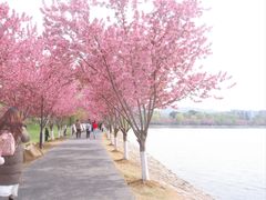 -羊山湖公园