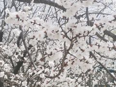 -济南马套将军山