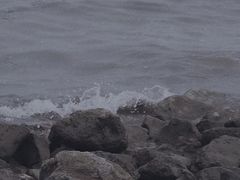 -上海吴淞炮台湾国家湿地公园