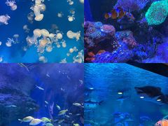 -海合安成都极地海洋公园