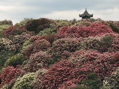 -贵州百里杜鹃风景名胜区