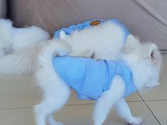 -怪兽屋·羊驼·猫咖·狗咖(俊华广场店)