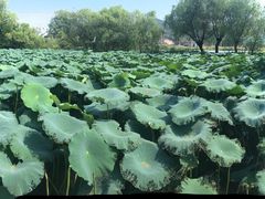 -长兴太湖图影湿地文化园