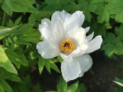 -石家庄市植物园