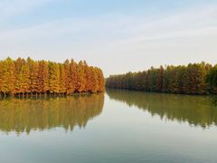 -上海海湾国家森林公园