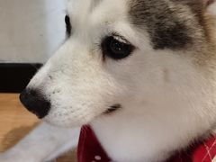 -Husky Go! 哈士奇体验馆·宠物咖啡厅狗咖