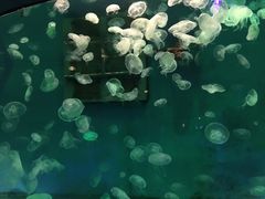 -大连圣亚海洋世界