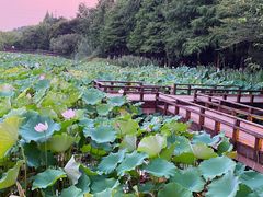 -八卦田遗址公园
