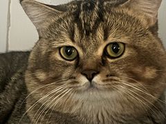 -瑞鹏宠物医院·骨科·猫科·内科(第一中心)
