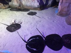 -哈尔滨波塞冬海底世界