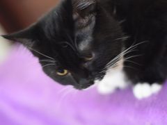 -鼓捣猫呢主题猫咖店