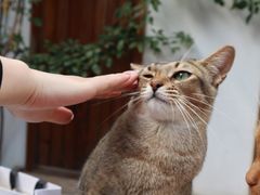 -喵屿·大理花园猫咖