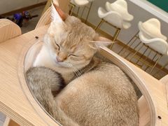 -飞行喵MR PILOT|猫舍·猫咖(静安大融城店)