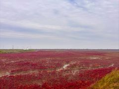 -红海滩国家风景廊道