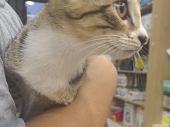 -瑞派长江宠物医院·猫科·外科·24小时夜护(谊城公寓分院)