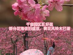 -天适樱花悠乐园