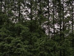 -月湖风景区