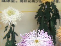 -重庆园博园
