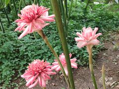 -中国科学院西双版纳热带植物园