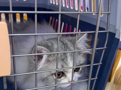 -小猫来了·猫舍(红山六九七九店)