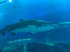 -迪拜水族馆及水下动物园
