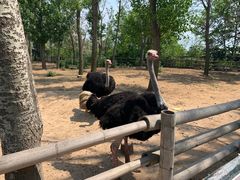 -大连森林动物园