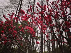 -中山公园