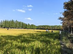 -广富林郊野公园