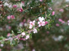 -中国科学院华南植物园