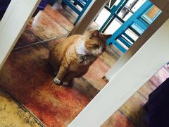 iphone_upload_pic-Sirena海妖日咖夜酒